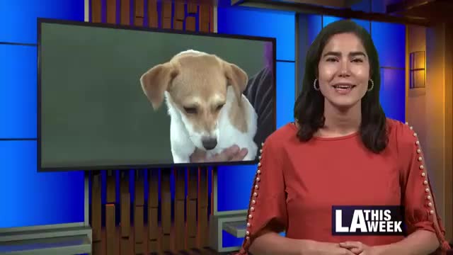 LA's Dog Days Festival Promises Fun for All Pups