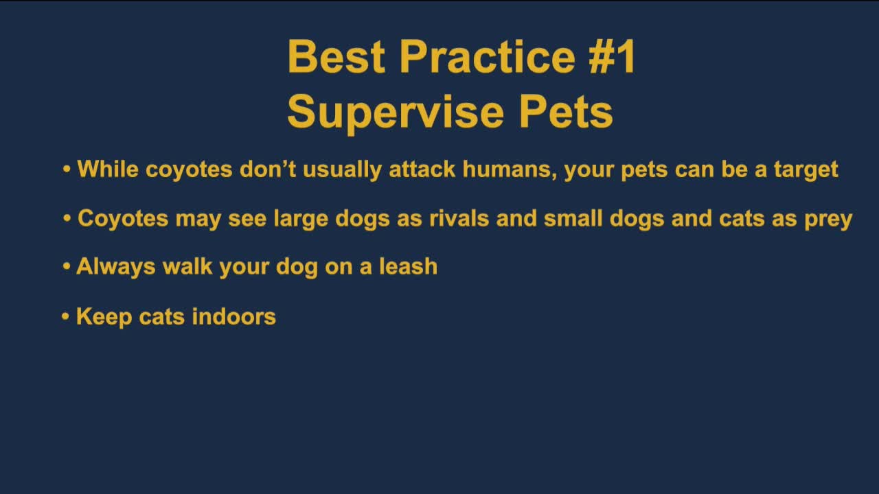 Protect Your Pets from Coyotes with These Essential Tips