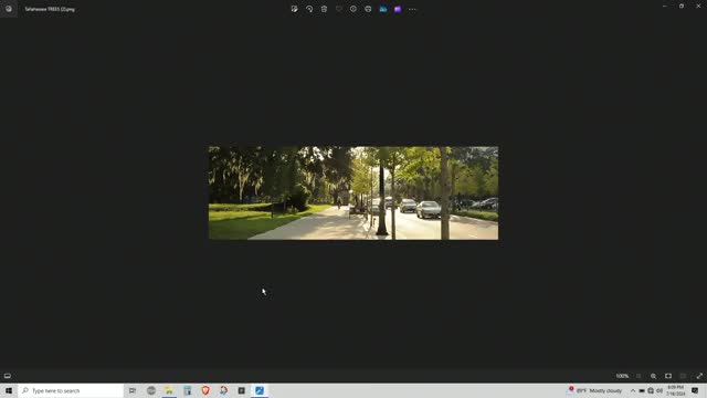 Community rallies for urgent tree protection and animal control reforms