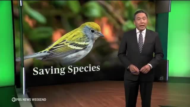 Birds in peril as glass collisions claim millions annually