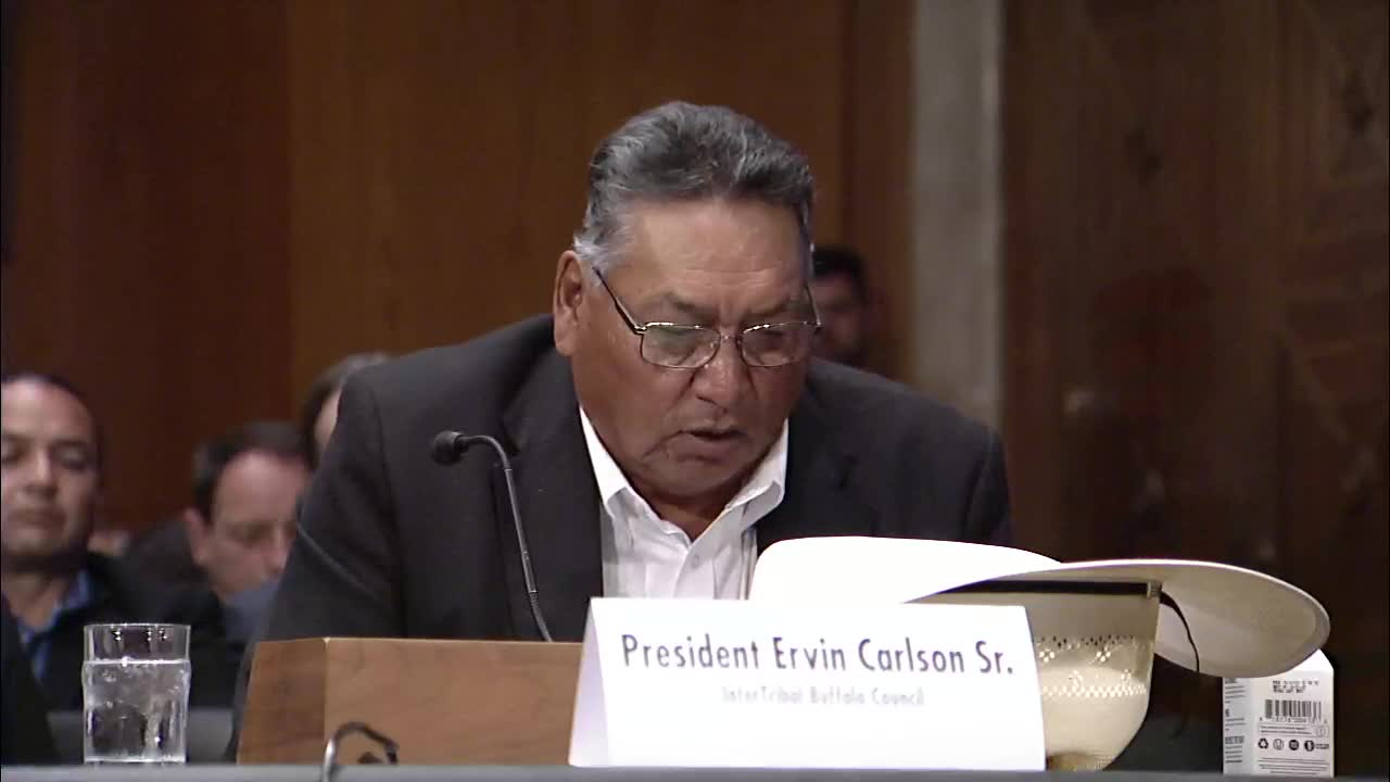 Tribes unite to restore buffalo herds and cultural heritage