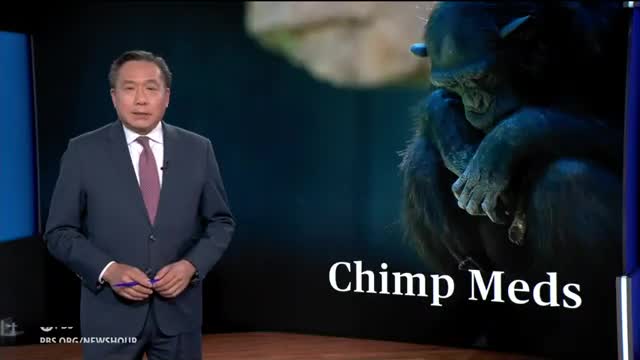 Scientists reveal chimps' secrets to plant medicine