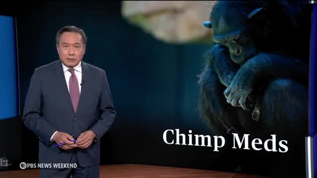 Chimps reveal nature's pharmacy with healing plant discoveries