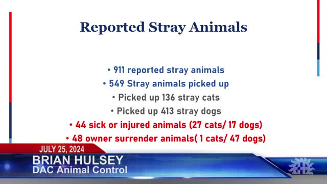 Stray animal crisis deepens as rescue efforts struggle