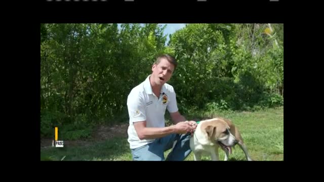Simple steps to reunite lost dogs with owners