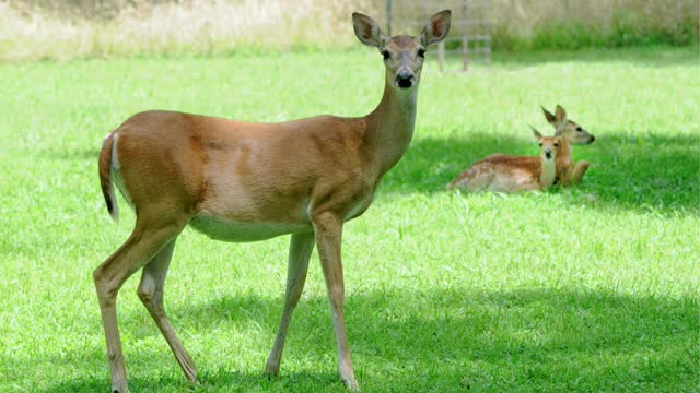 Deer population explosion raises concerns for urban areas