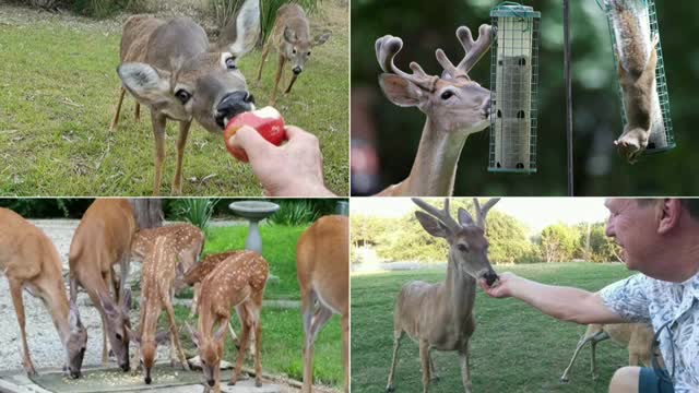 Experts Warn Against Feeding Deer to Prevent Human-Wildlife Conflicts