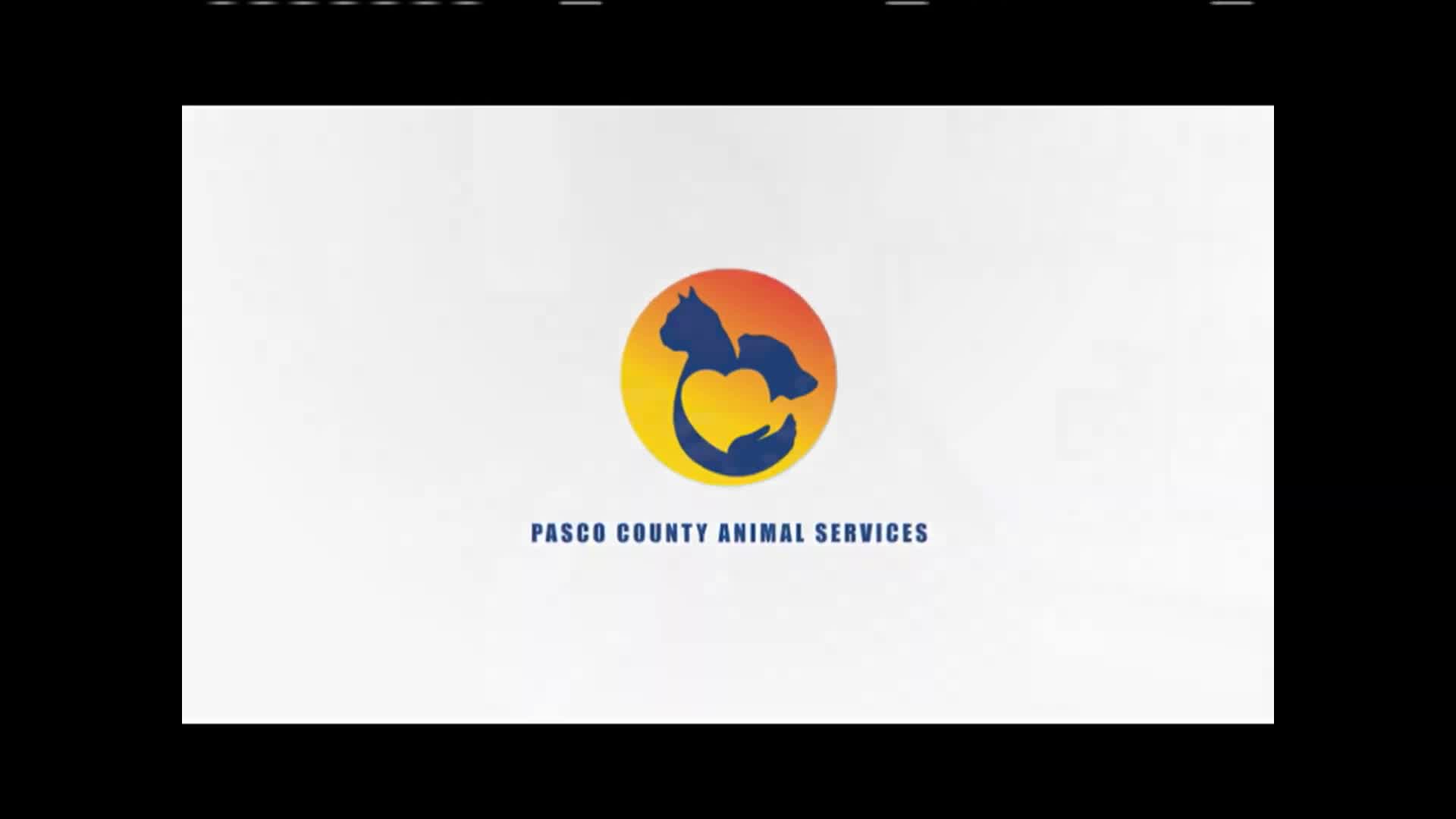 Veterinary team saves injured pets while preparing adoptions