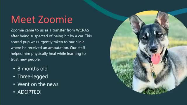 Zumi's inspiring journey from pain to adoption