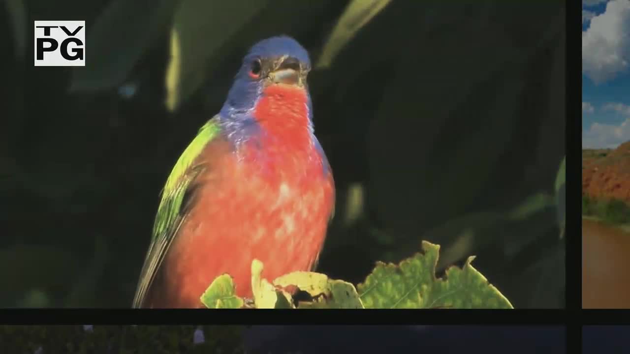 Birdwatching and conservation unite in Texas outdoor adventure