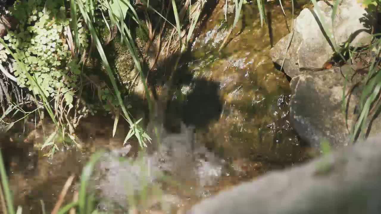 Bears reclaiming Texas mountains after decades of protection