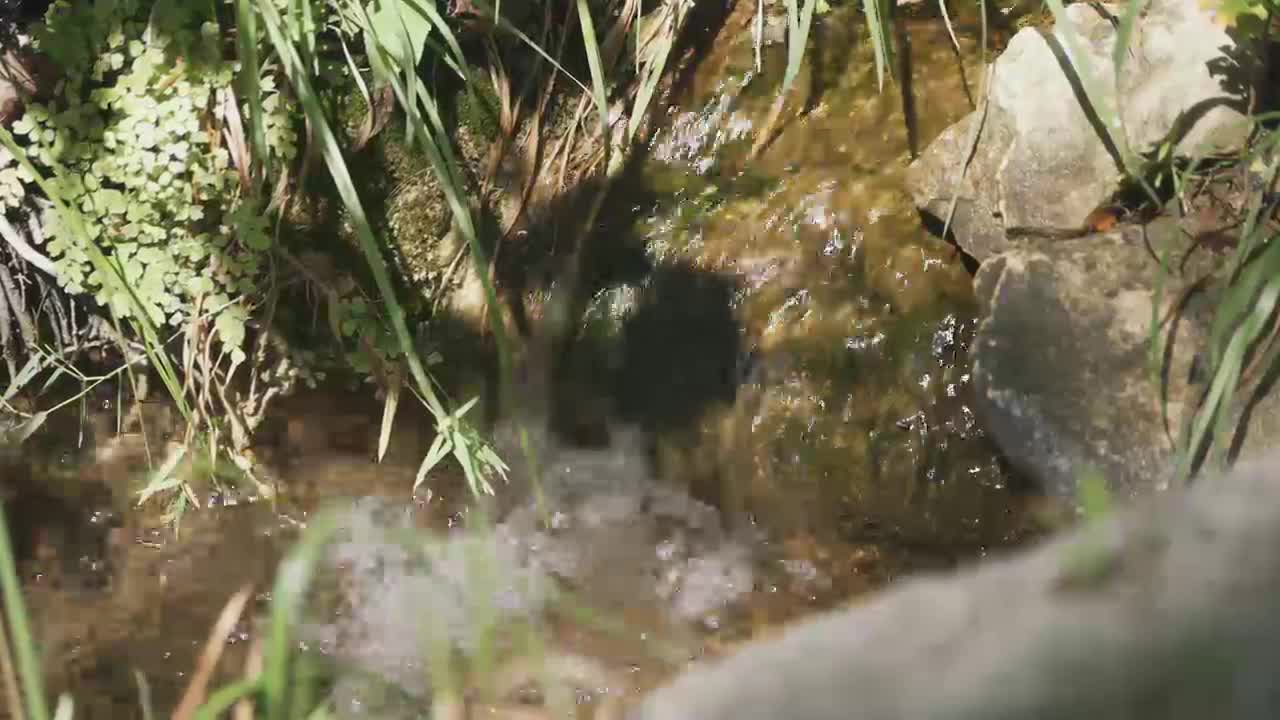 Bears reclaim their home in Texas wilderness