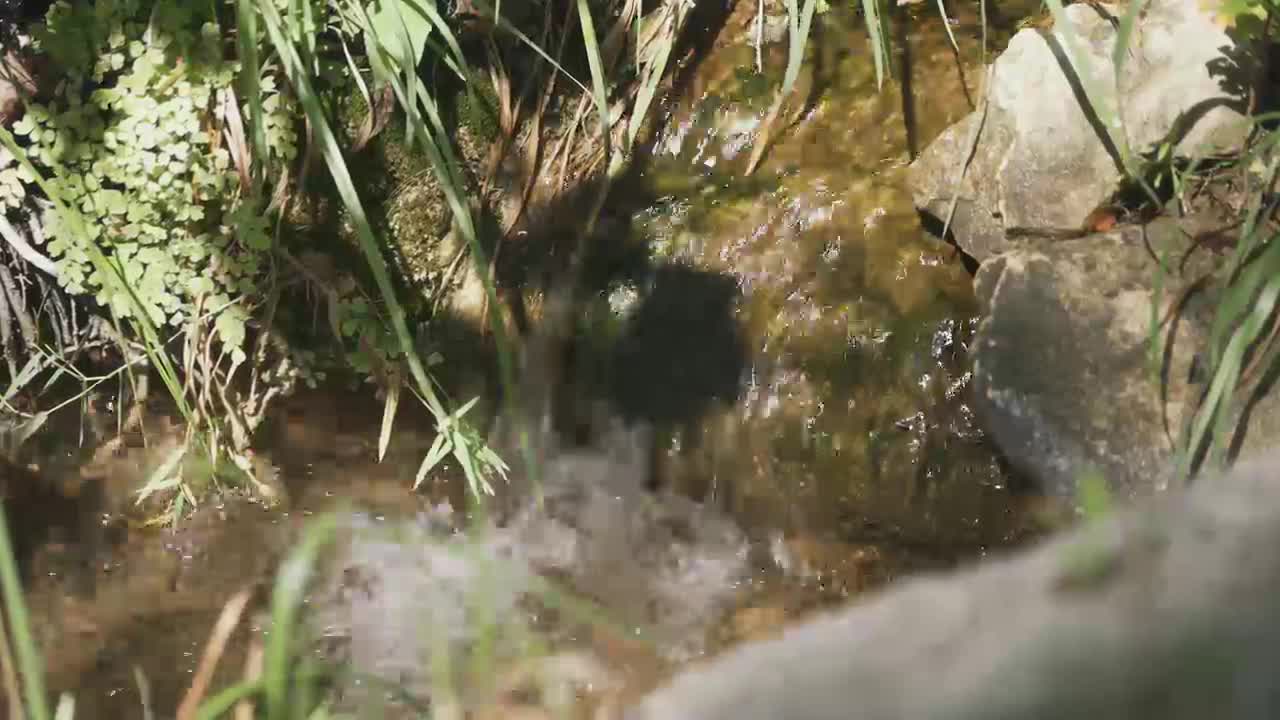 Bears reclaim their territory in Texas wilderness