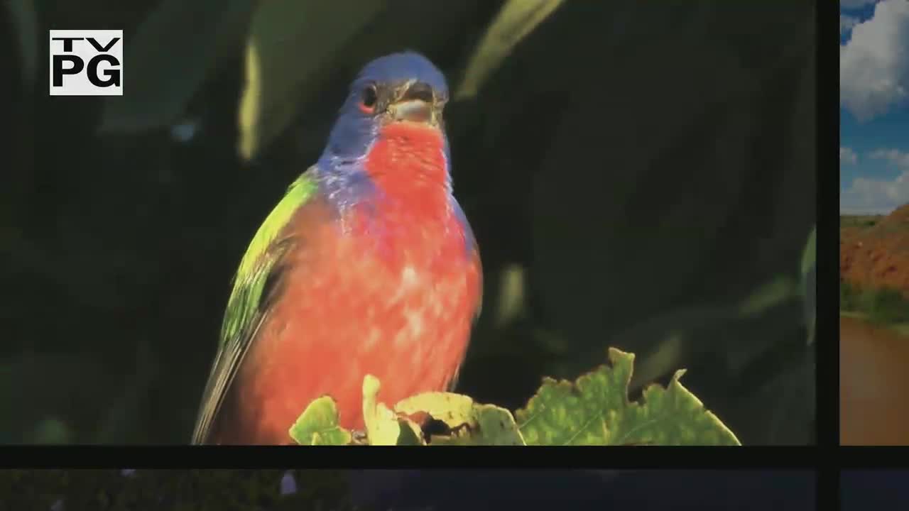 Birdwatching passion transforms lives and fosters conservation