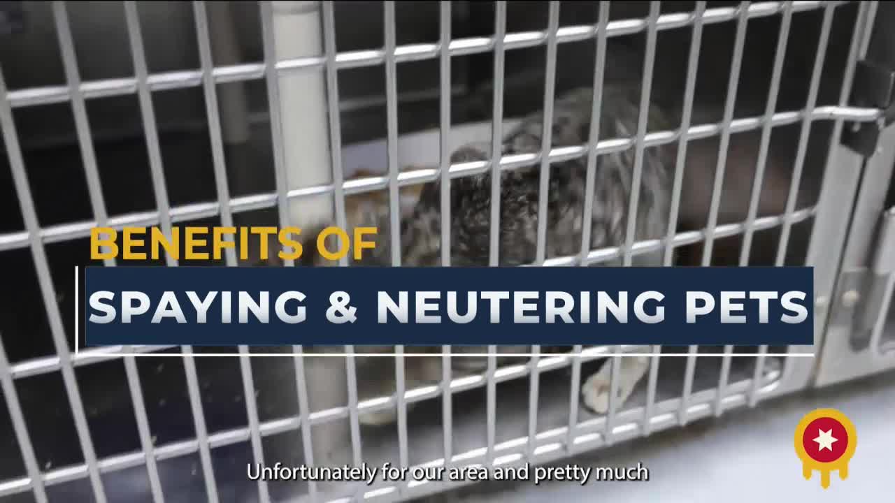 Oklahoma faces urgent crisis of pet overpopulation