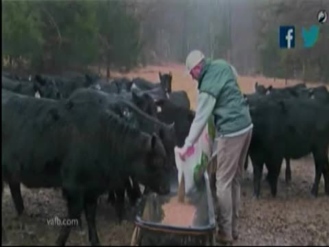 Veterinarian battles nationwide shortage to care for farm animals