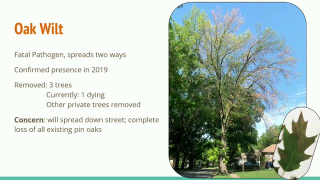 Urban tree initiative aims to combat oak wilt crisis