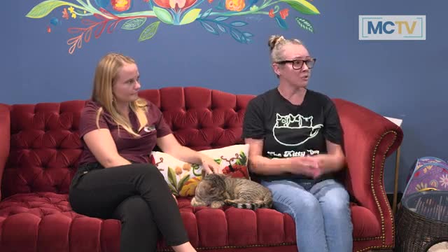 Cat Cafe Offers Safe Fun for Young Animal Lovers