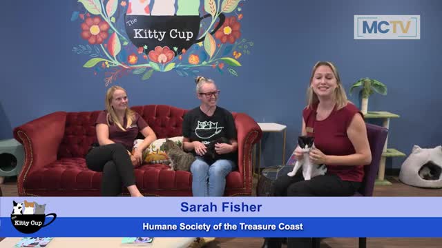 Cat cafe revolutionizes adoptions with unique experience