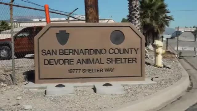 Volunteer transforms lives through animal care and Miracle League