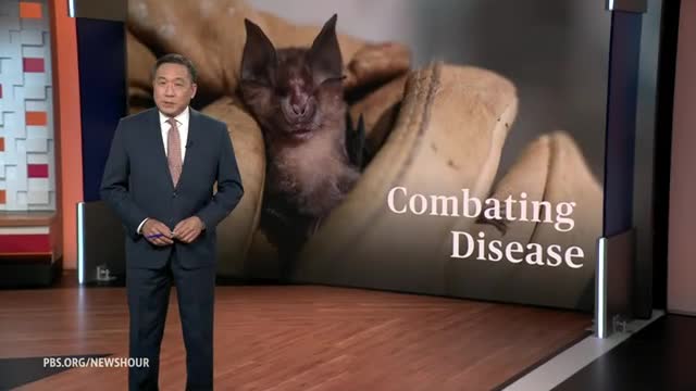 Researchers find hope in battle against deadly bat disease