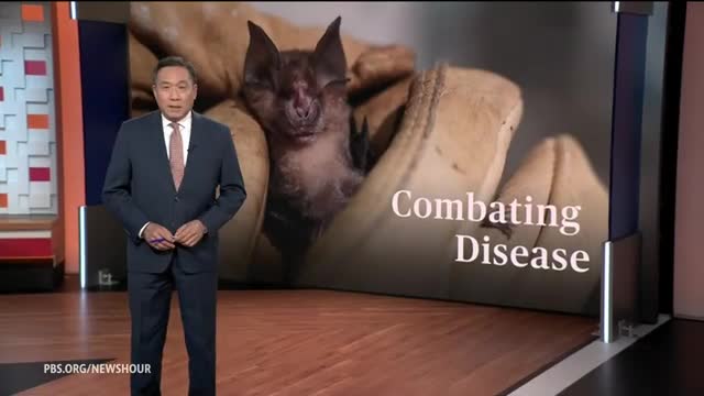 Bats face extinction as white nose syndrome ravages populations