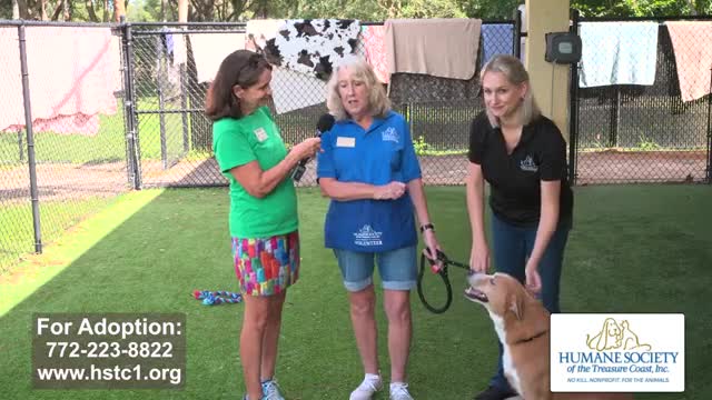 Finding Forever Homes for Adorable Rescue Dogs