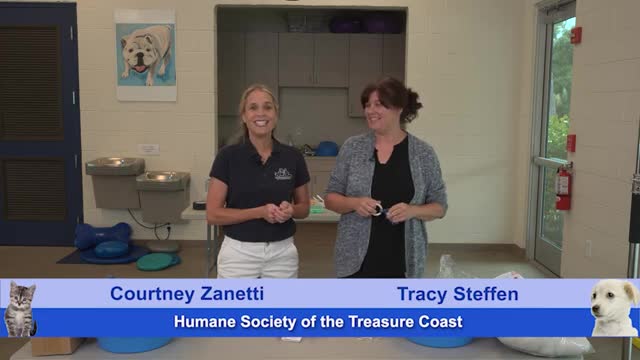 Creating Fun Cat Toys to Boost Shelter Adoption Rates