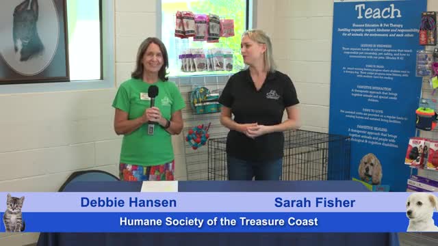 Adoptable Pets Shine in Heartwarming Shelter Showcase
