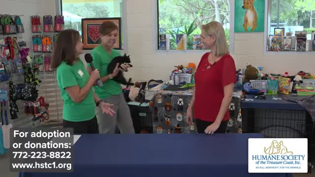 Animal Shelters Unite to Find Homes After Hurricane