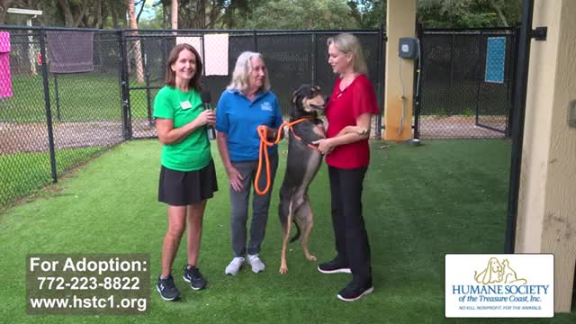 Shelter showcases adorable dogs seeking loving homes