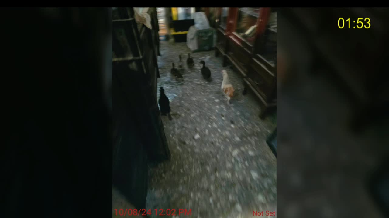 Riverside County residents demand action to protect over 1000 birds in inhumane conditions
