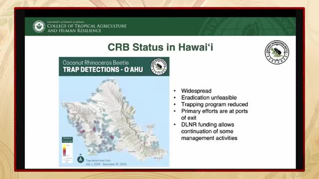 Oahu faces widespread coconut beetle crisis as eradication efforts falter