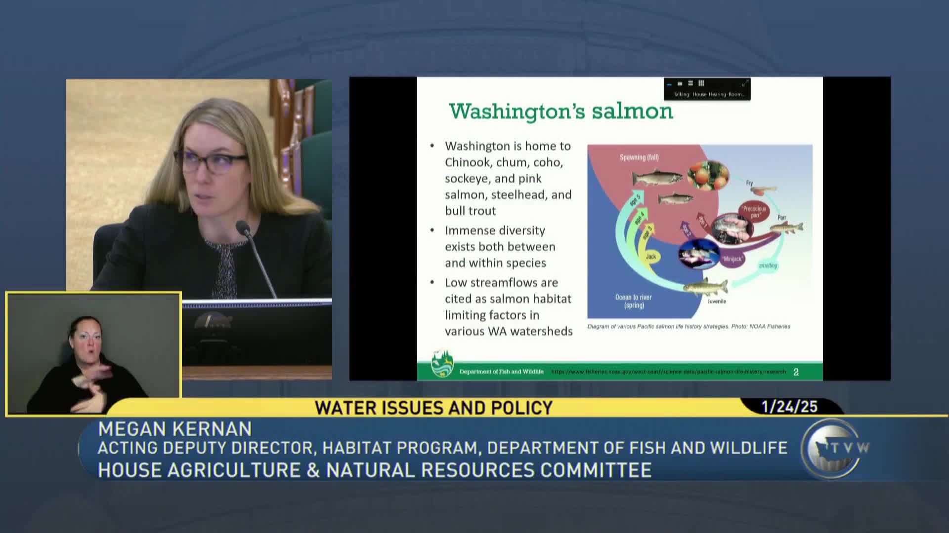 Washington State faces salmon crisis as low stream flows threaten diverse populations