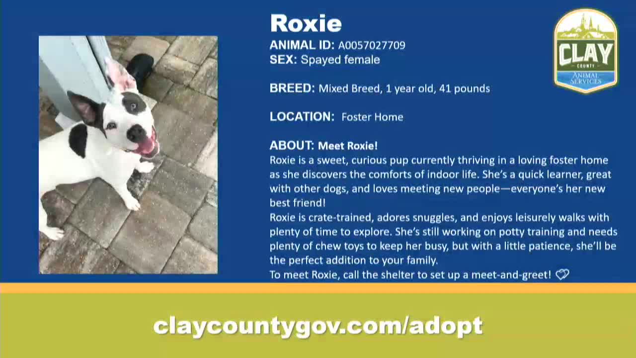 Local Shelter Seeks Foster Homes for Dogs and Cats During Holiday Season