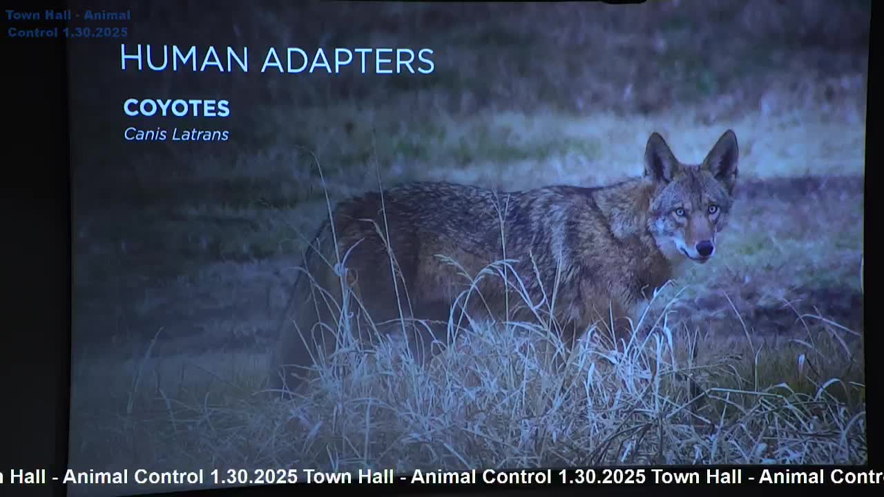 Coyotes thrive in urban areas as mating season sparks increased sightings in Texas