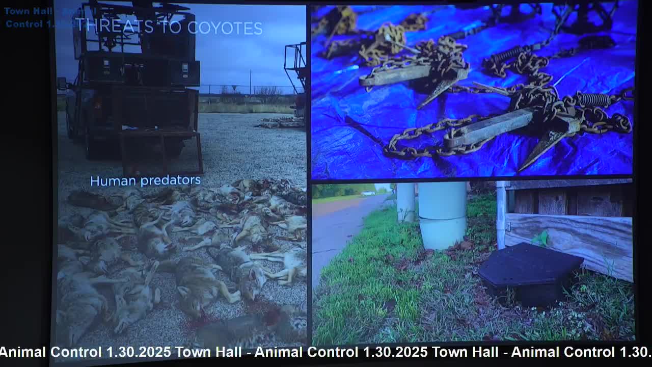Project Coyote fights to end wildlife killing contests and protect Texas coyotes