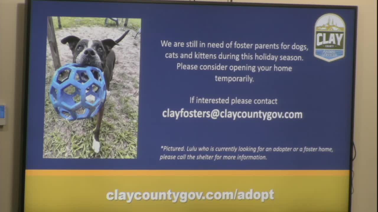 Clay County urges adoption of shelter dog Lulu and support for animal welfare