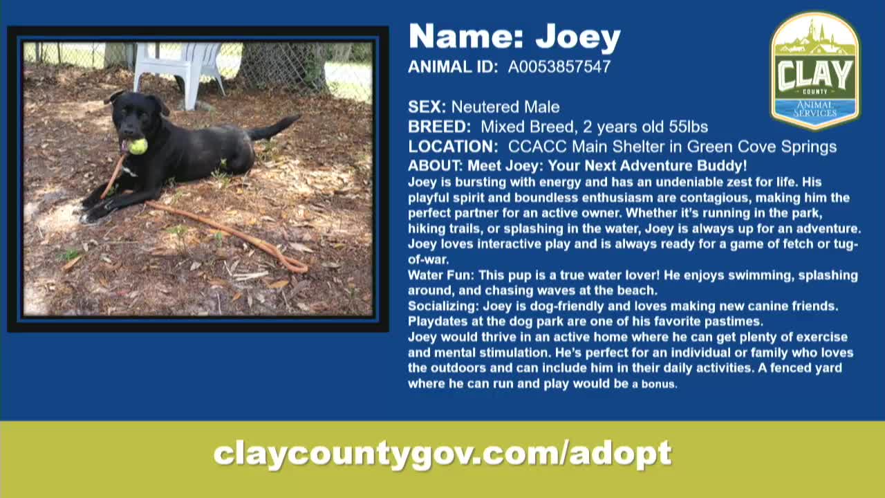 Shelter showcases diverse pets seeking forever homes including energetic Joey and playful Scout