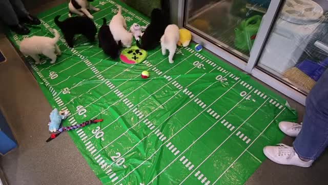 Puppy Escape Artist Captivates with Playful Antics at Local Pet Event