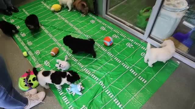 Commentator narrates Puppy Bowl play-by-play as puppies choose toys, nap through halftime kittens
