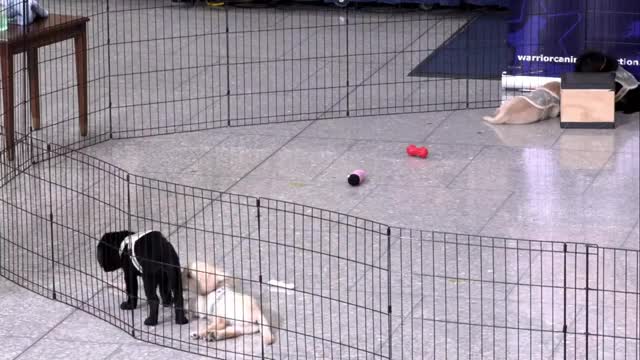 Nurses credit puppy cam for resilience during COVID-19 crisis