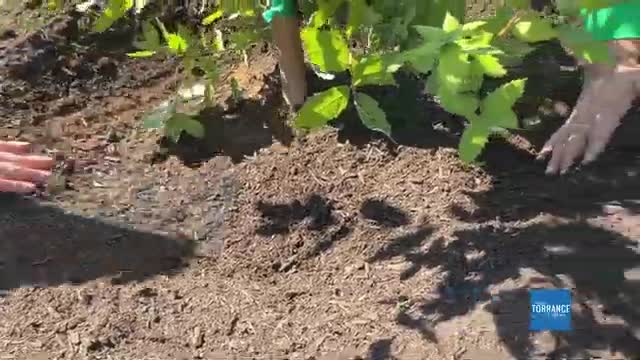 Torrance residents plant 7000 trees during Arbor Day celebration at La Cara Dera Park