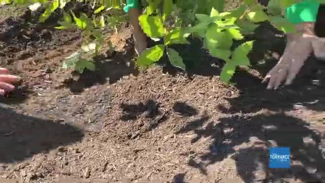 Residents celebrate large-scale tree planting at La Cara Dera Park