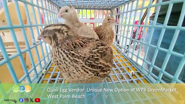 Urban farmer Jocelyn Ribeiro showcases quails and eggs at West Palm Beach Green Market