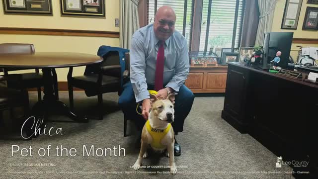 Shelter promotes Chica for adoption during National Adoptive Senior Pet Month