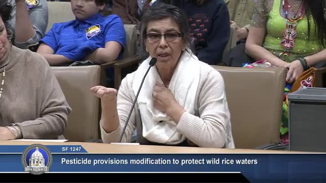 Senate committee considers wild rice protection bill amid cultural significance discussion