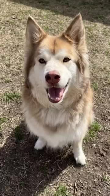 Archie the Siberian husky seeks forever home from local shelter