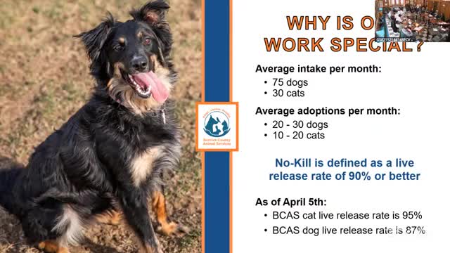 Shelter reports 95% live release rate for cats and nearing no kill status for dogs