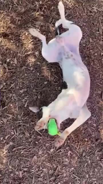 Shelter promotes Spot the VIP pit bull mix for adoption